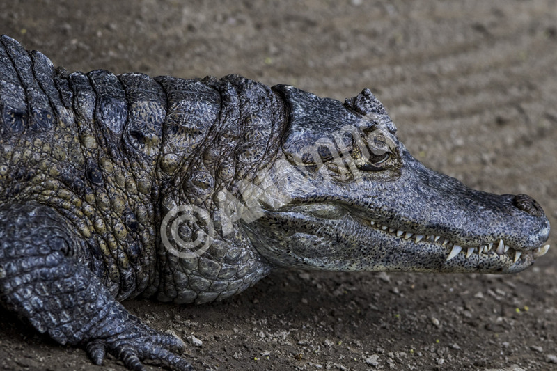 epa04176419 A crocodile is seen at Miranda park in Caracas, Venezuela, 22 April 2014. The International Day of Mother Earth, proclaimed by the UN