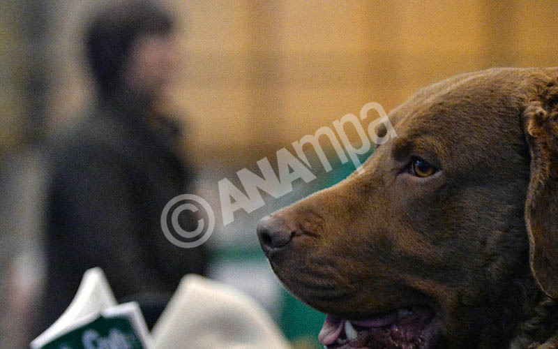 A chesapeake bay retriever looks out from its bench at the annual Crufts Dog Show at the NEC Arena in Birmingham, Britain, 05 March 2015.  EPA/NIGEL RODDIS
