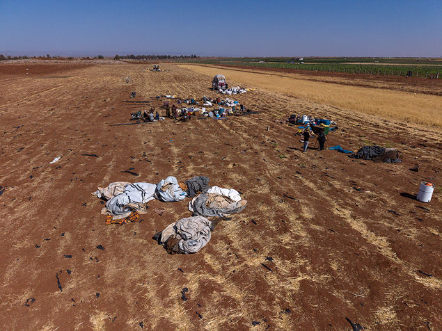 Displaced Arab Bedouins who fled the city of As Suwayda (Sweida), near the town of Busra al-Harir in the Daraa countryside, Syria  EPA/AHMAD FALLAHA