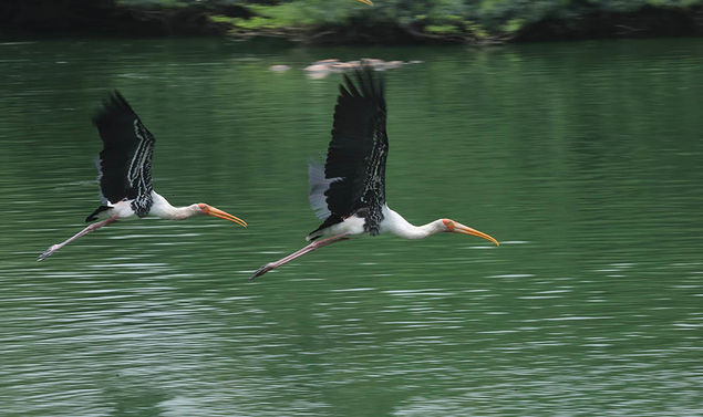  Painted Storks (Mycteria leucocephala) fly at the Delhi Zoo in New Delhi, India  EPA/HARISH TYAGI
