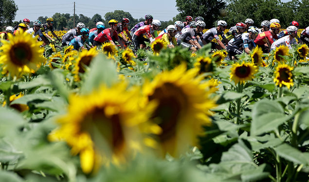 The peloton ride past sunflower fields during the 11th stage of the Tour de France cycling race over 156.8km around Toulouse, France EPA/CHRISTOPHE PETIT TESSON